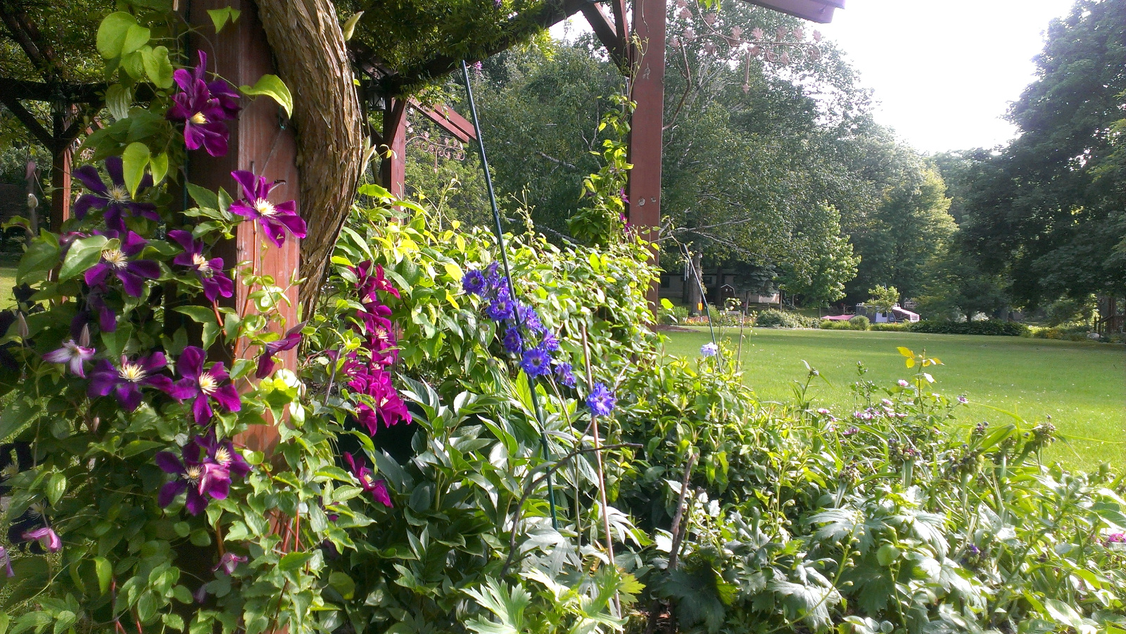 Clematis and Delphinium